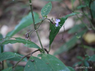 Nilgirianthus ciliatus leaf6.jpg